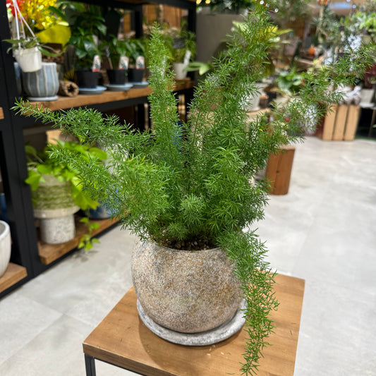 【アスパラガス・メイリー】鉢付|小型|観葉植物