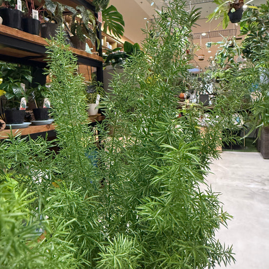 【アスパラガス・メイリー】鉢付｜小型｜観葉植物