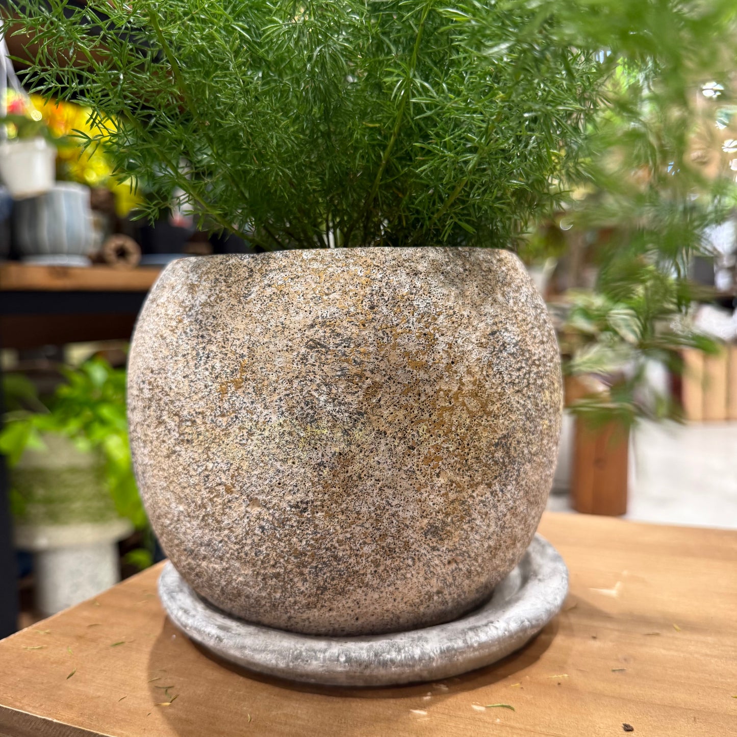 Asparagus setaceus 'Nanus' (potted) | Small | Houseplant