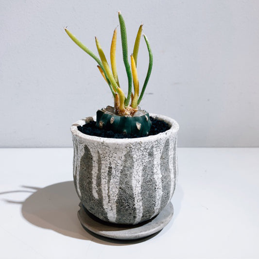 【サボテン】アストロフィツム カプトメデューサ(接木)バリエガータ|観葉植物