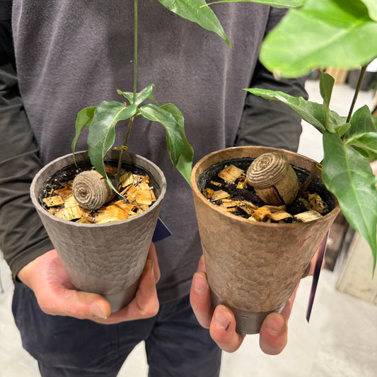 【オキナワウラジロガシ】日本一大きいどんぐり|観葉植物