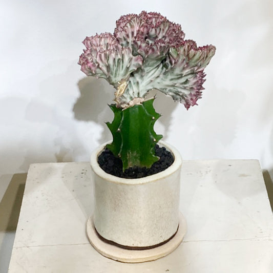 【ユーフォルビア】マハラジャ|観葉植物