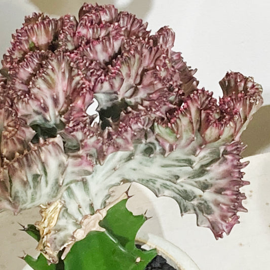 【ユーフォルビア】マハラジャ|観葉植物