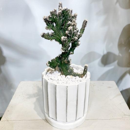 【サボテン】残雪|観葉植物