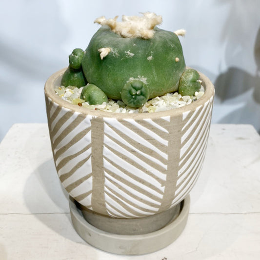 【サボテン】ロフォフォラ・ディフューサ|観葉植物