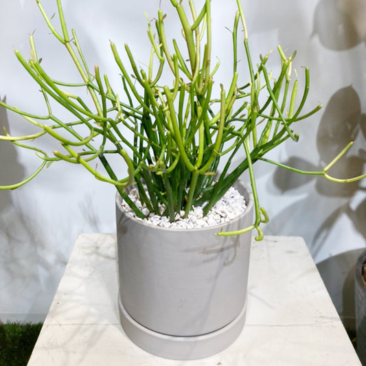 【ユーフォルビア】ミルクブッシュ・ファイアースティック陶器鉢|観葉植物