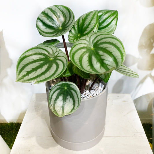 【ペペロミア・サンデルシー】スイカぺぺ|観葉植物