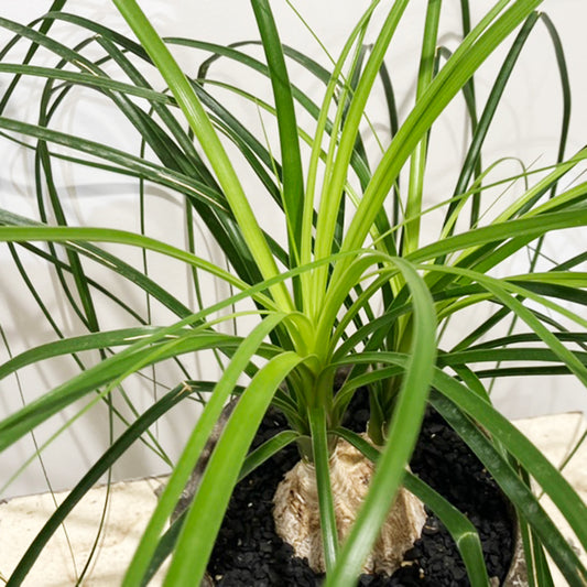 【トックリラン05】陶器鉢｜観葉植物