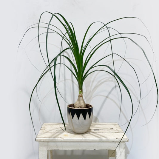 【トックリラン04】陶器鉢|観葉植物