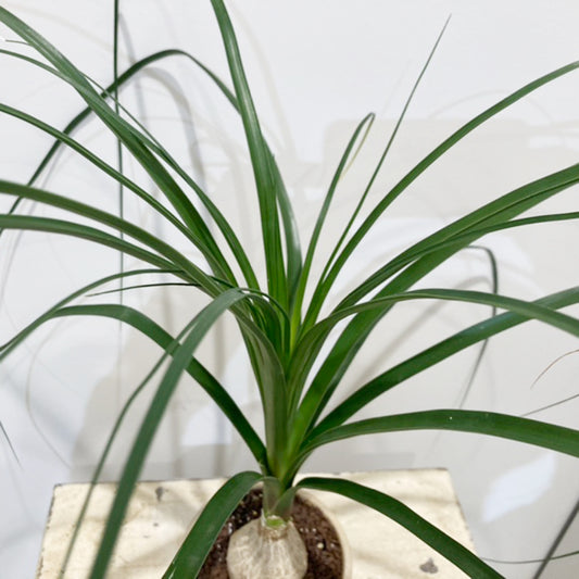 【トックリラン04】陶器鉢｜観葉植物