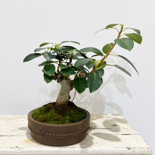 【ガジュマル】盆栽仕立て03|中型|観葉植物 (陶器鉢付)