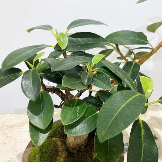 【ガジュマル】盆栽仕立て03|中型|観葉植物 (陶器鉢付)