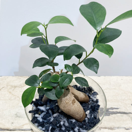 【ガジュマル】新素材で出来た軽い土「TUTTI」｜ガラス器｜Sサイズ｜観葉植物