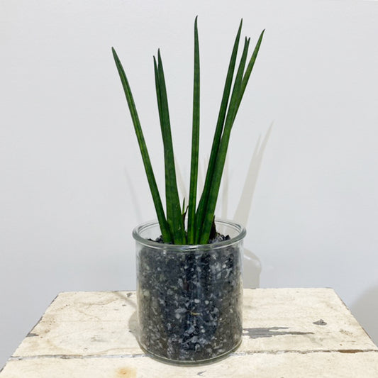 【サンスベリア】新素材で出来た軽い土「TUTTI」|ガラス器|Sサイズ|観葉植物