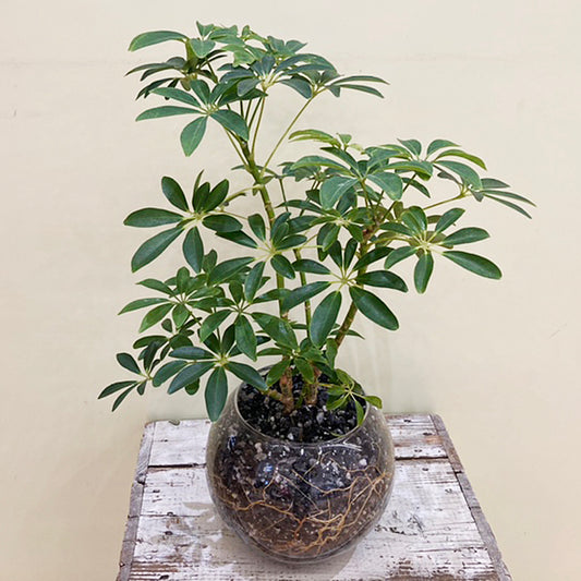 【シェフレラ】新素材で出来た軽い土「TUTTI」|ガラス器|Sサイズ|観葉植物