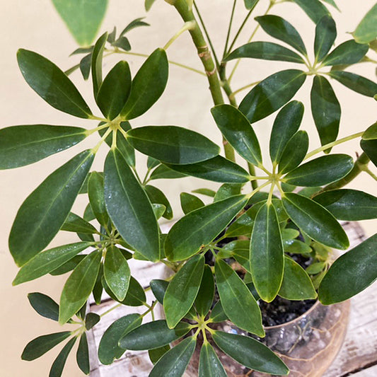 【シェフレラ】新素材で出来た軽い土「TUTTI」|ガラス器|Sサイズ|観葉植物