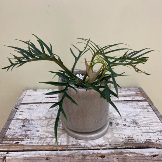 【フィロデンドロン】トータム（トルツム）陶器鉢｜観葉植物