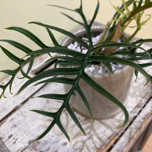 【フィロデンドロン】トータム（トルツム）陶器鉢｜観葉植物