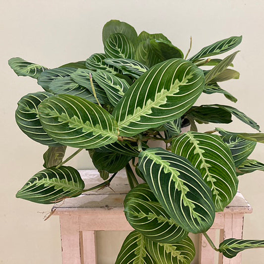 【マランタ】レウコネウラ ’レモン・ライム’|5号鉢|観葉植物