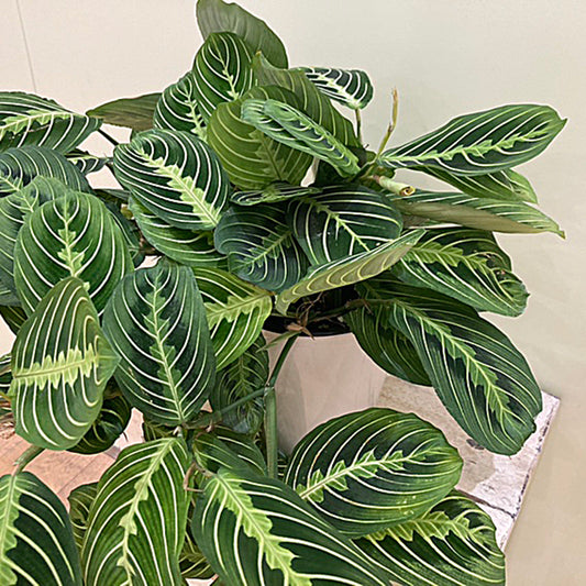 【マランタ】レウコネウラ ’レモン・ライム’|5号鉢|観葉植物