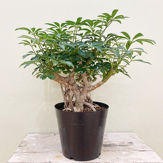【シェフレラ】コンパクタ｜小型｜観葉植物