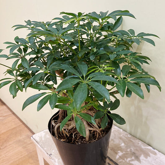 【シェフレラ】コンパクタ｜小型｜観葉植物