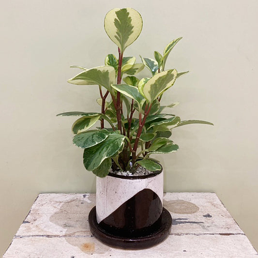 【ペペロミア】陶器鉢|小型|観葉植物