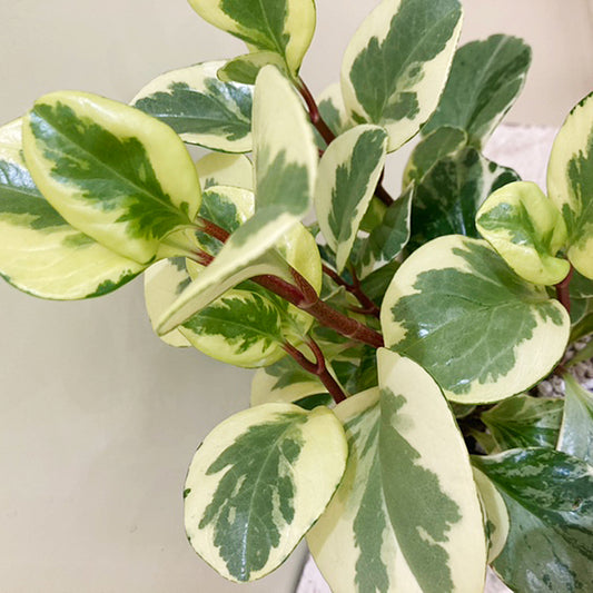 【ペペロミア】陶器鉢｜小型｜観葉植物