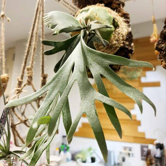 【コウモリラン】小型|ビカクシダ・ウィリンキー・ジェイドガール コルク板付け|観葉植物