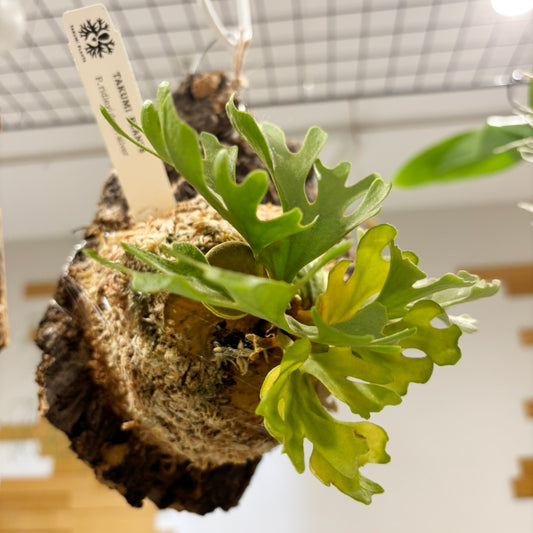 【コウモリラン】小型|ビカクシダ・リドレイ・ドワーフシルバー コルク板付け|観葉植物