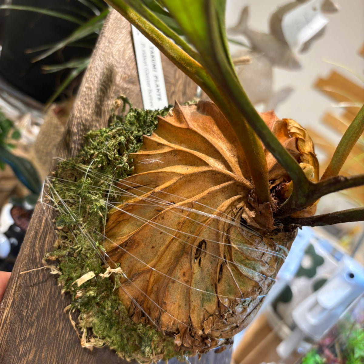コウモリラン】小型｜ビカクシダ・リドレイ 板付け｜観葉植物
