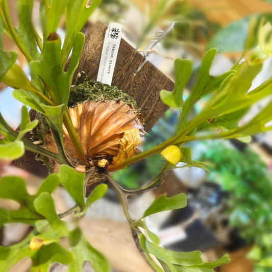 【コウモリラン】小型|ビカクシダ・リドレイ 板付け|観葉植物