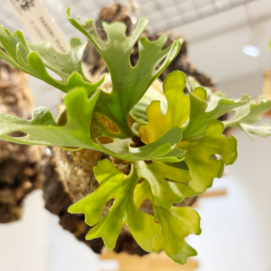 【コウモリラン】小型|ビカクシダ・リドレイ・ドワーフシルバー コルク板付け|観葉植物