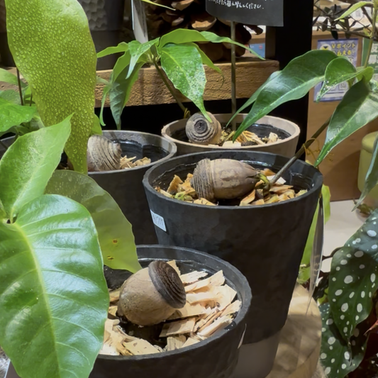 【オキナワウラジロガシ】日本一大きいどんぐり|観葉植物