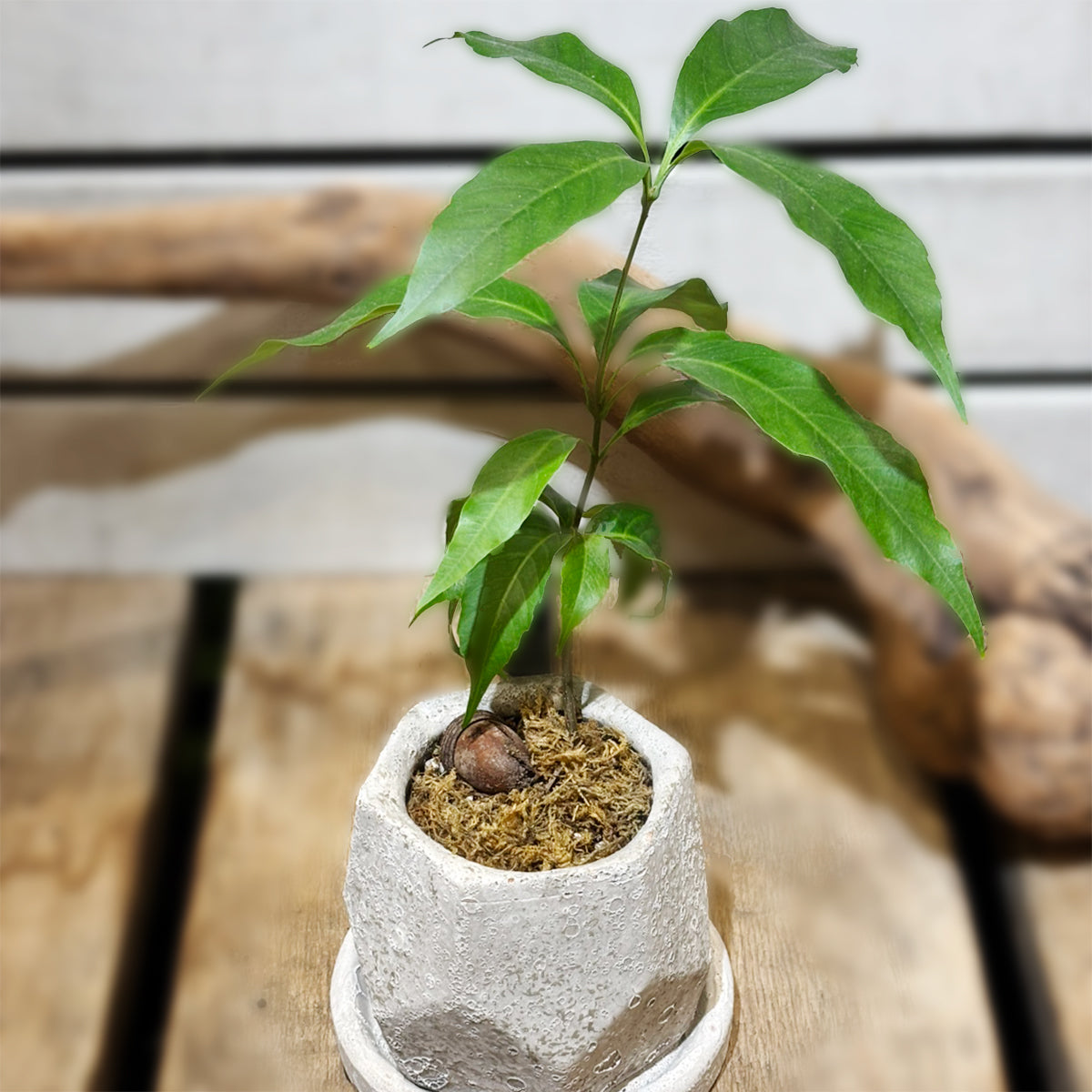 [Okinawa Quercus salicina] Japan's largest acorn | Houseplant