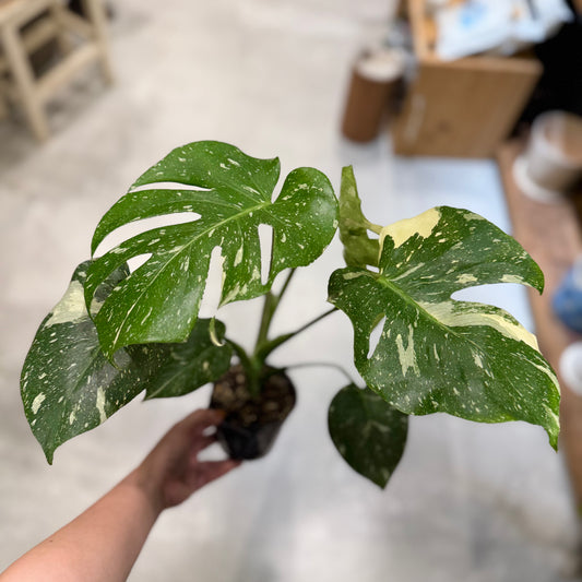 【希少種！】"モンステラ・タイコンストレーション"3.5号サイズ｜観葉植物