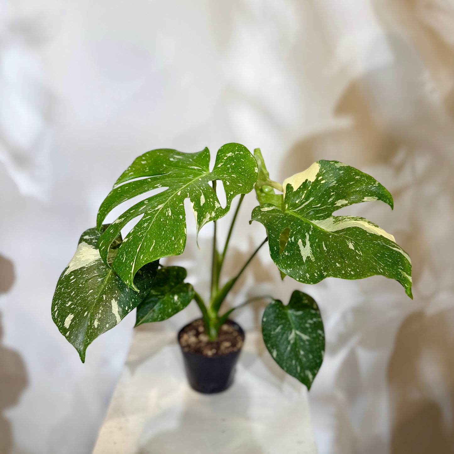 [Rare Species!] "Monstera Thai Constellations" 3.5" Size | Houseplant