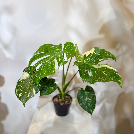 【希少種!】"モンステラ・タイコンストレーション"3.5号サイズ|観葉植物