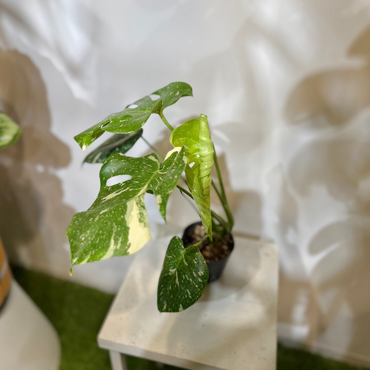 [Rare Species!] "Monstera Thai Constellations" 3.5" Size | Houseplant