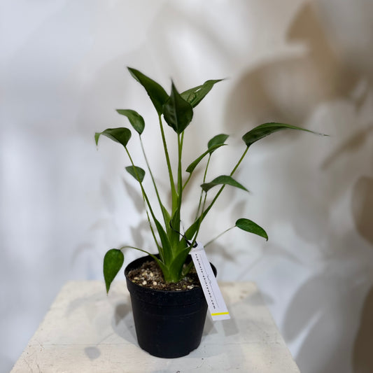 【レア品種】アロカシア・タイニーダンサー｜3.5号サイズ｜観葉植物