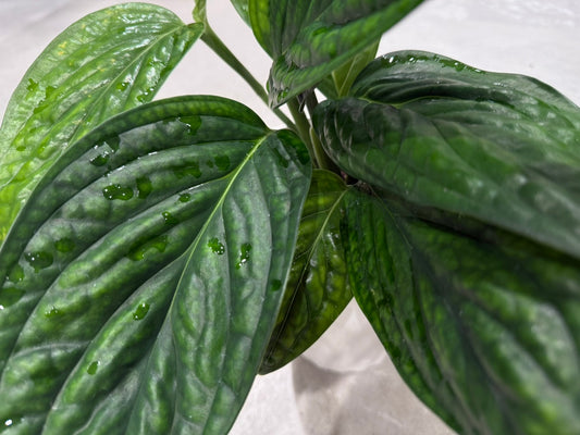 【モンステラ】ジェイドシャルトコック｜5号鉢｜観葉植物