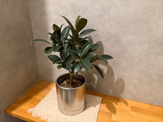 【フィカス】メラニー|5号サイズ|観葉植物