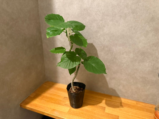 【人気！】フィカス・ウンベラータ｜4号サイズ｜観葉植物