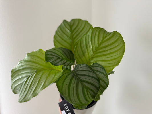 【カラテア・オルビフォリア】5号鉢｜観葉植物