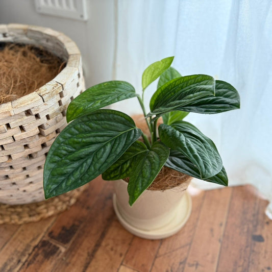 【モンステラ】ジェイドシャルトコック|5号鉢|観葉植物