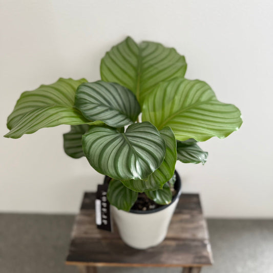 【カラテア・オルビフォリア】5号鉢｜観葉植物