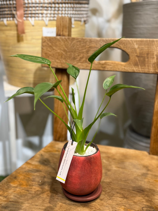 【レア品種】アロカシア・タイニーダンサー｜陶器鉢付｜観葉植物