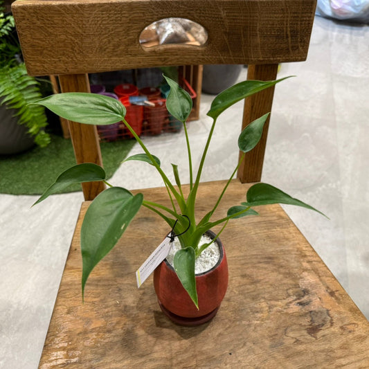 【レア品種】アロカシア・タイニーダンサー｜陶器鉢付｜観葉植物
