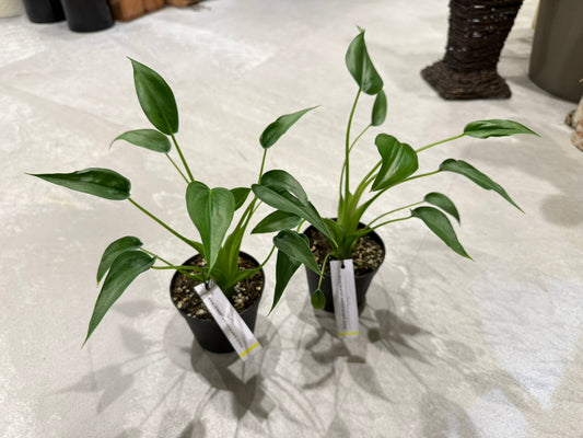 【レア品種】アロカシア・タイニーダンサー｜3.5号サイズ｜観葉植物