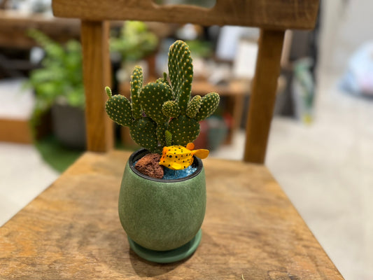 【サボテン】アニマル寄植えMサイズ|観葉植物